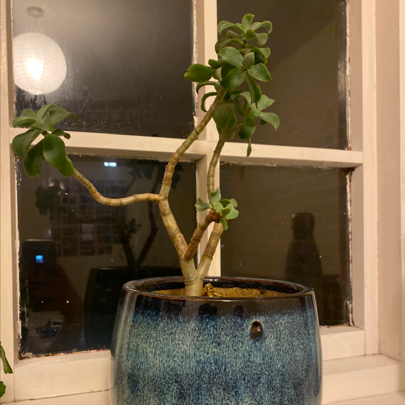 Lucky Plant plant photo by @Kayla7 named Delilah on Greg, the plant care app.
