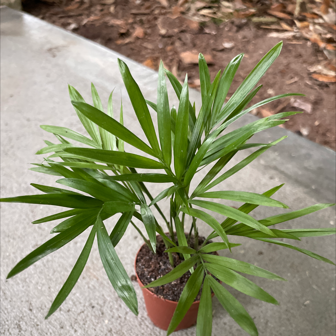 Healthy Bamboo Palm in a small pot with green leaves and visible soil.