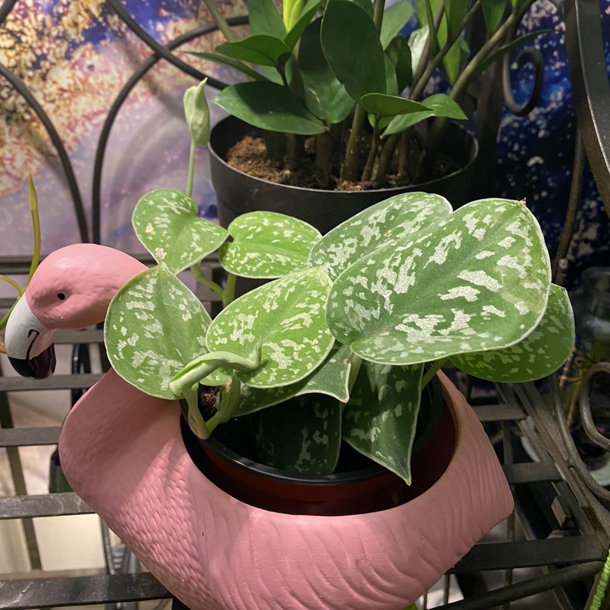 Satin Pothos plant photo by Jasmine named Remington on Greg, the plant care app.