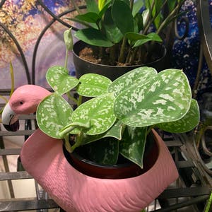 Satin Pothos plant photo by Jasmine named Your plant on Greg, the plant care app.