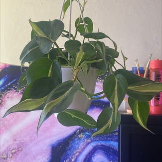 Silver Stripe Philodendron plant in Somewhere on Earth