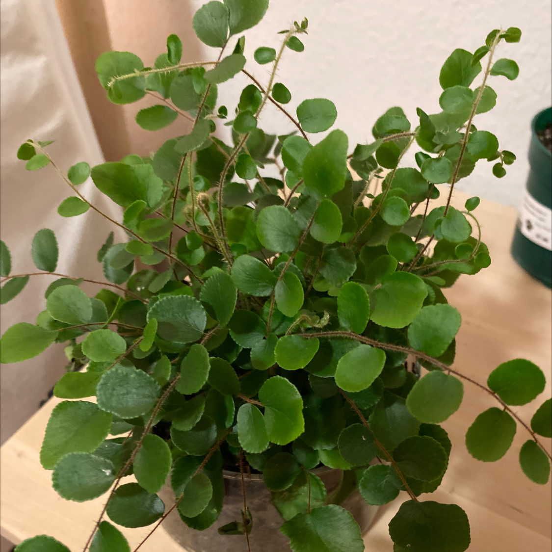Healthy Pellaea rotundifolia plant with green, round leaves.