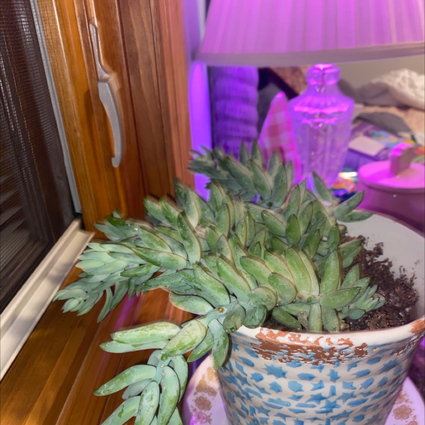 Sedeveria 'Harry Butterfield' succulent in a decorative pot near a window.