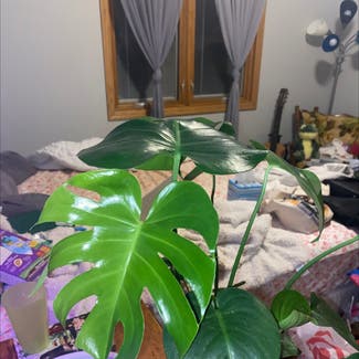 Monstera plant in Somewhere on Earth