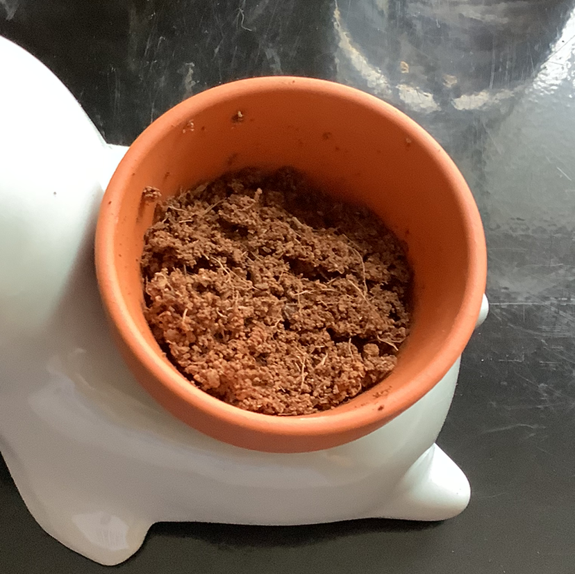 Photo of the plant species Chinese Forget-Me-Not by @abbie.___ named baby on Greg, the plant care app