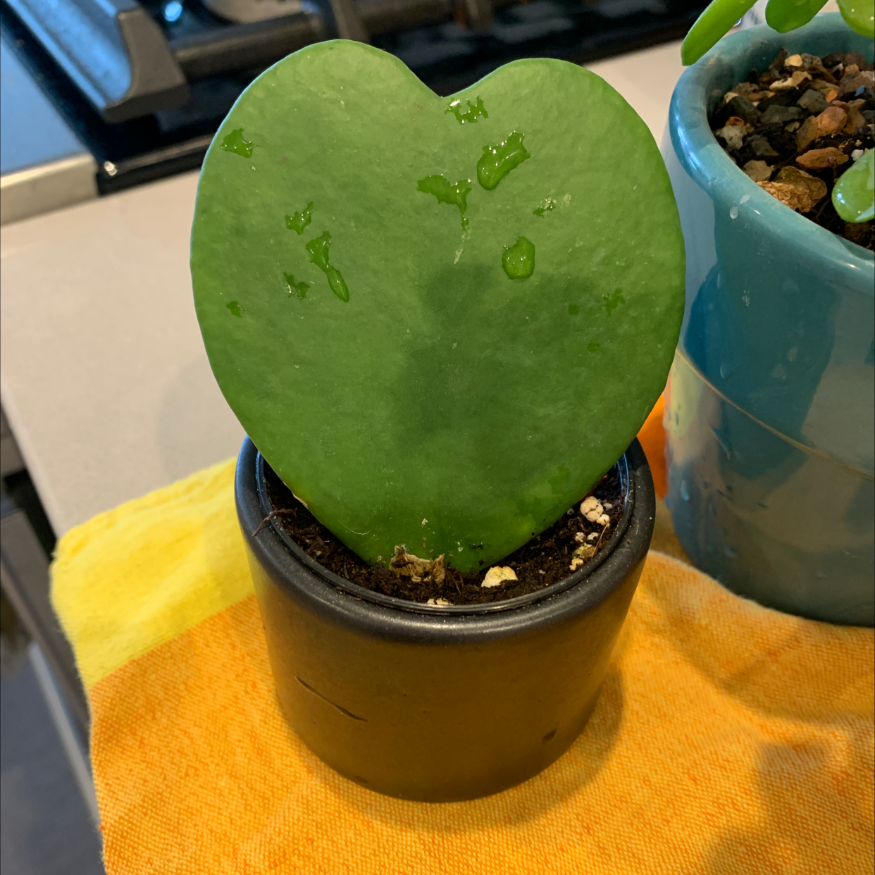 Heart-shaped succulent plant in a small pot, likely Hoya kerrii, with visible soil.