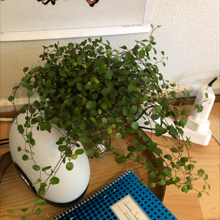 Sprawling Wirevine plant on a desk with green leaves, appearing healthy.