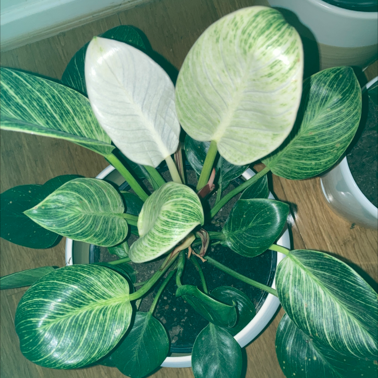 Philodendron Birkin plant photo by @Relle named Mollie on Greg, the plant care app.
