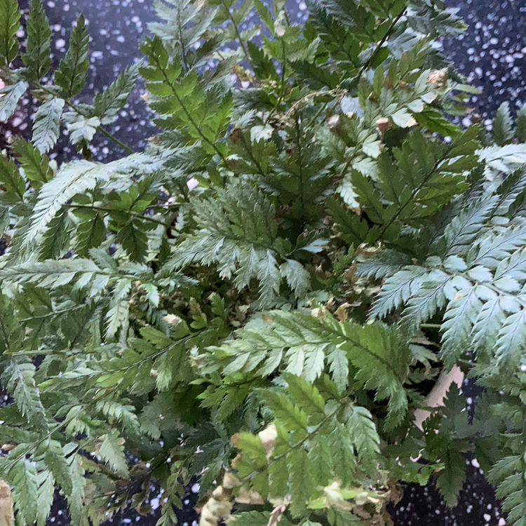 Rumohra Adiantiformis plant photo by @Relle named Rosa on Greg, the plant care app.