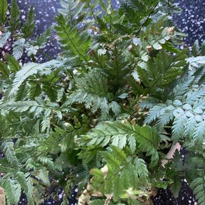 Leatherleaf Fern plant photo by Relle named Rosa on Greg, the plant care app.