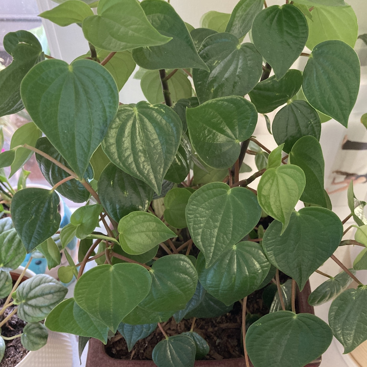 Healthy Rana Verde Peperomia plant with vibrant green leaves in a pot.