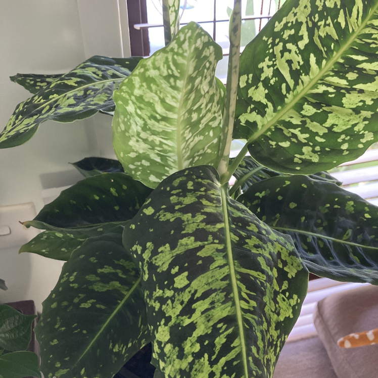 Photo of the plant species Dumb Cane 'Reflector' by @Relle named Sherlock on Greg, the plant care app