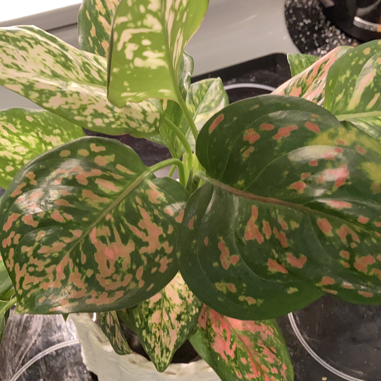 Photo of the plant species Pink Dalmatian Aglaonema by @Relle named Dally on Greg, the plant care app