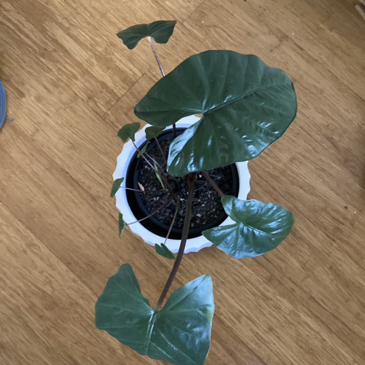 Photo of the plant species Yucatan Princess by @Relle named Terra on Greg, the plant care app