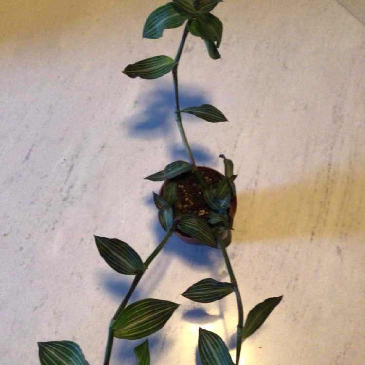 Photo of the plant species Puppy Ears Plant by @sressler named Puppy Ears on Greg, the plant care app