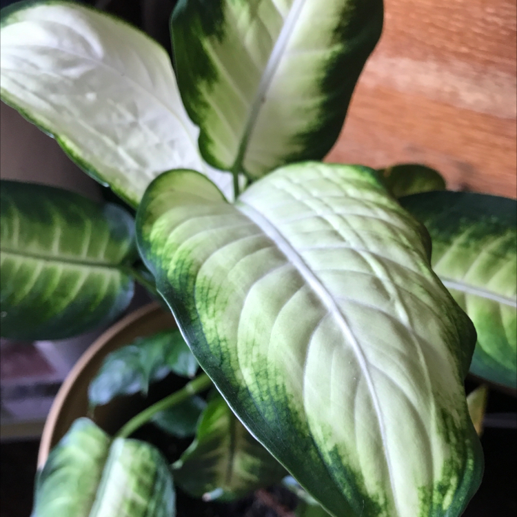 Photo of the plant species Dieffenbachia by @cloverzfieldz named Erin on Greg, the plant care app