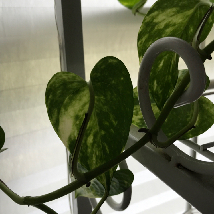 Taro Vine plant photo by @cloverzfieldz named Daphne on Greg, the plant care app.