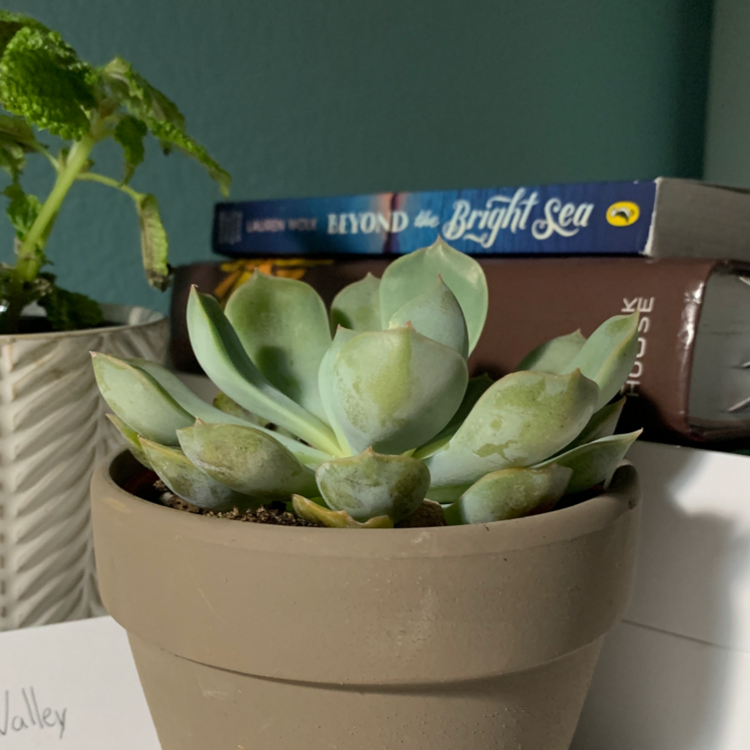 Sedeveria 'Lilac Mist' plant photo by Julia named Greg on Greg, the plant care app.