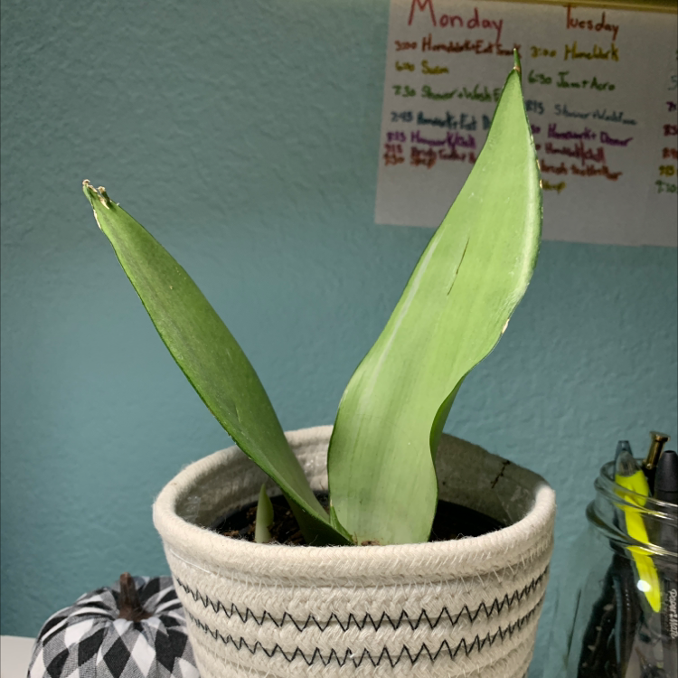 Snake Plant plant photo by Julia named Diana on Greg, the plant care app.