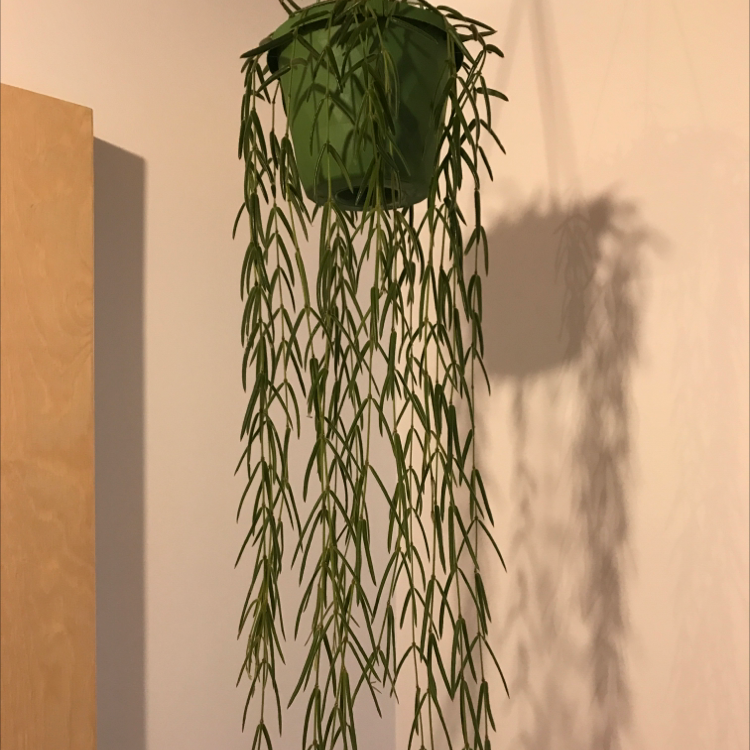 Photo of the plant species Wax Plant by @louisedewolf named Bob on Greg, the plant care app