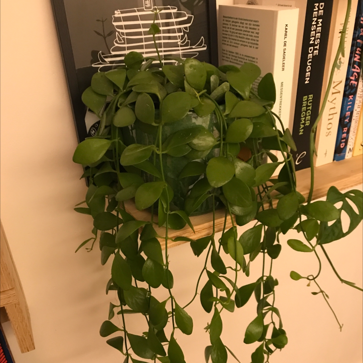 Photo of the plant species Dischidia oinatha by @louisedewolf named Achilles on Greg, the plant care app