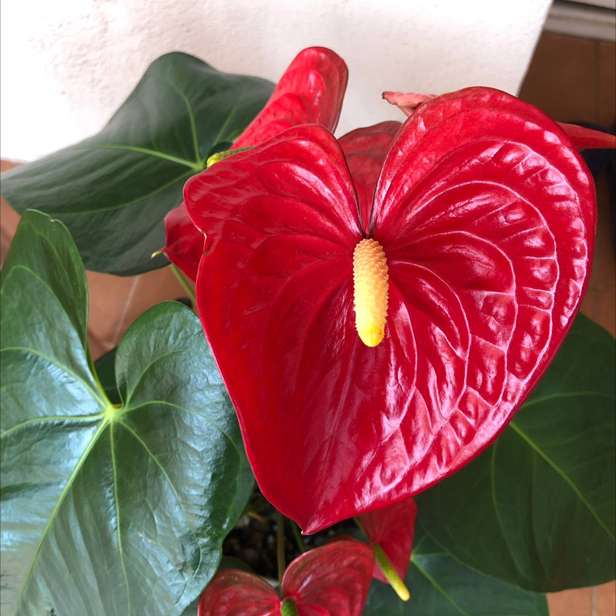 Photo of the plant species Anthurium villenoarum by Naturebloom named Red heart on Greg, the plant care app