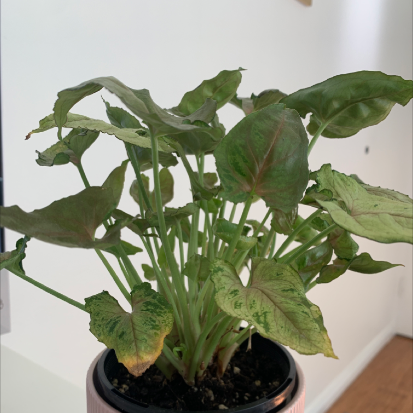 Photo of the plant species dwarf princess syngonium by Kristel mae named Emmeline on Greg, the plant care app