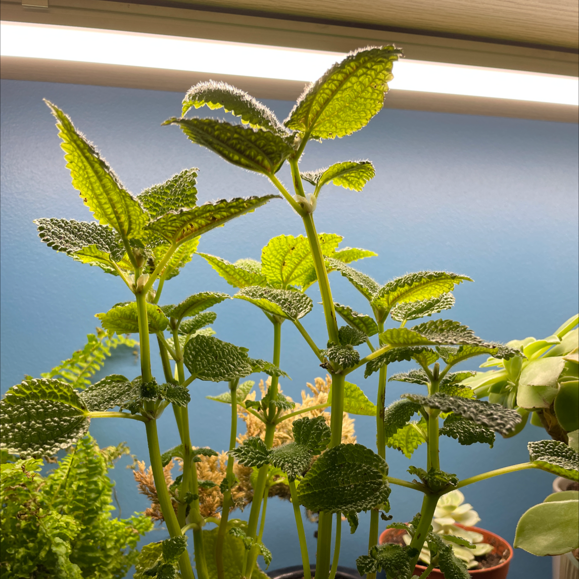 Photo of the plant species Lemon Balm by @arobrobrob named Elle on Greg, the plant care app