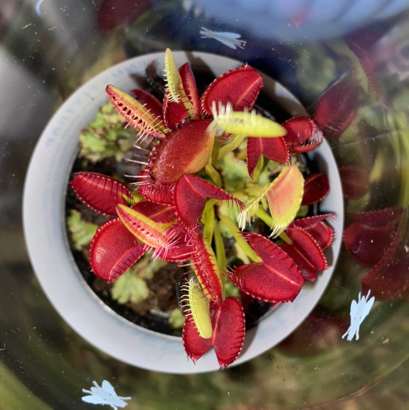 Red Piranha plant photo by @SFRG named Venus on Greg, the plant care app.