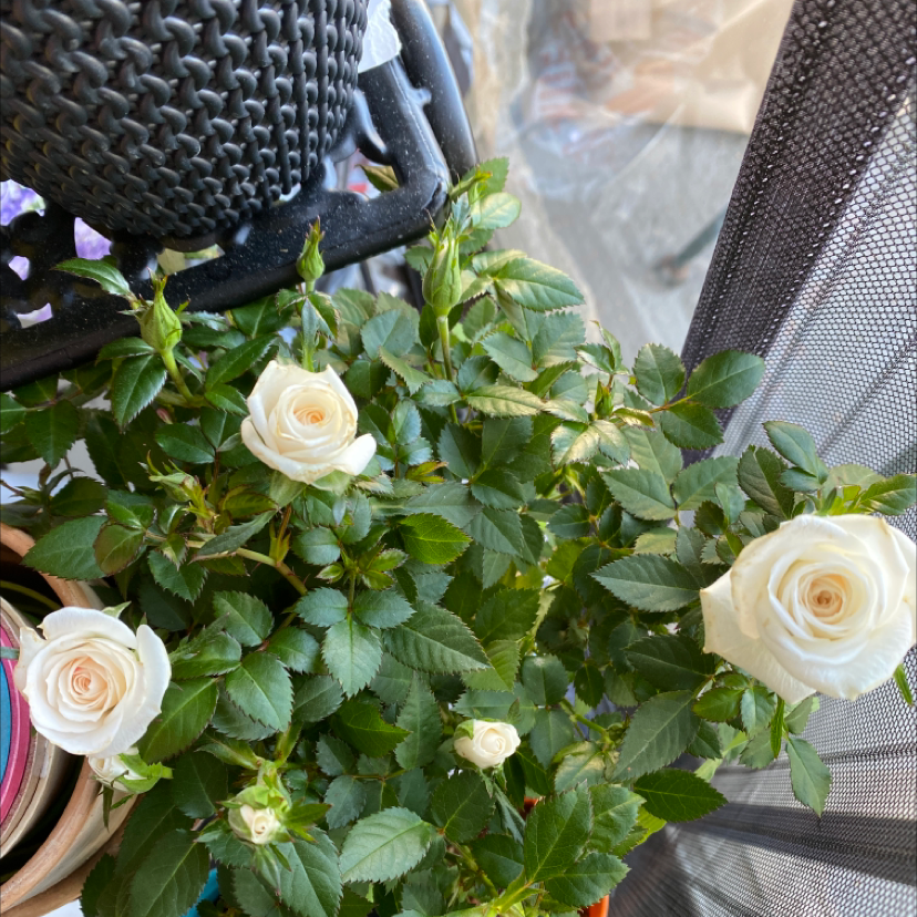 China Rose plant photo by @SFRG named Rosa Blanca on Greg, the plant care app.