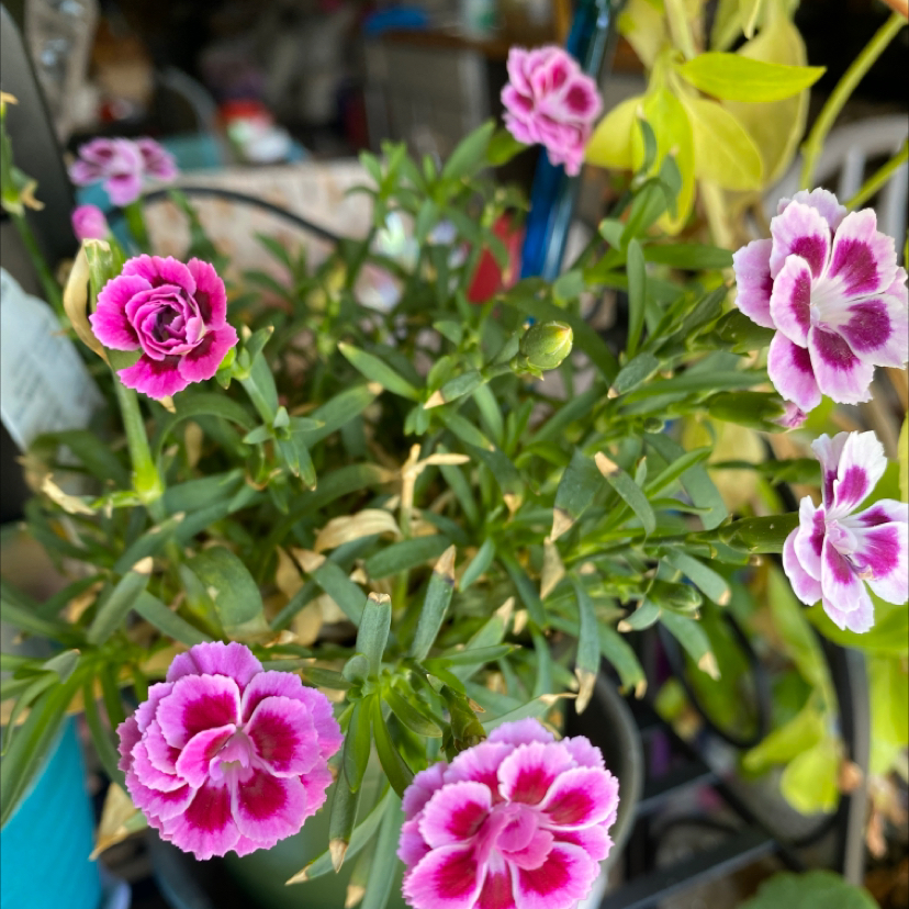 Chinese Pink plant photo by @SFRG named Harmony on Greg, the plant care app.