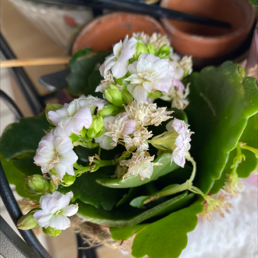 Florist Kalanchoe plant photo by @SFRG named Surya on Greg, the plant care app.
