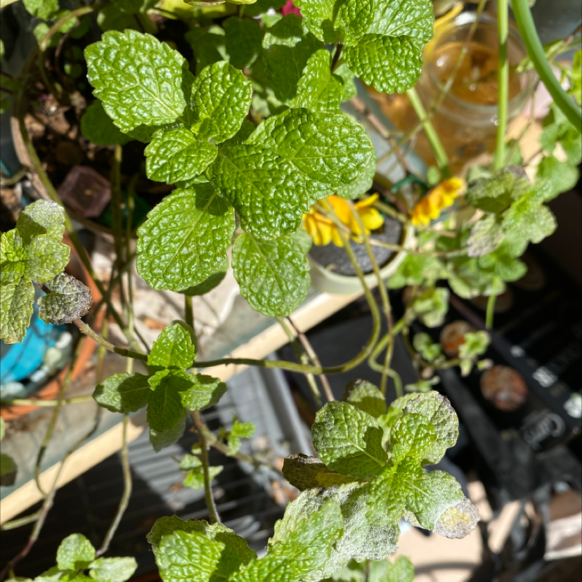 Spearmint plant with green leaves, some showing white discoloration.