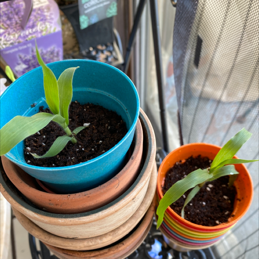 Corn plant photo by @SFRG named Twins on Greg, the plant care app.