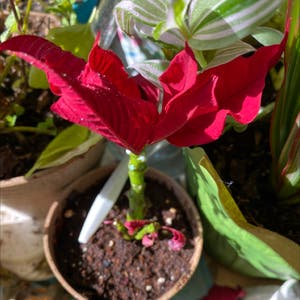 Euphorbia Pulcherrima plant photo by @SFRG named Netta on Greg, the plant care app.