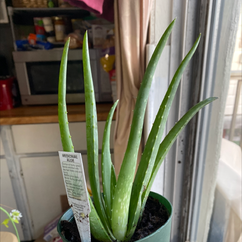 Aloe vera plant photo by @SFRG named Aloey on Greg, the plant care app.