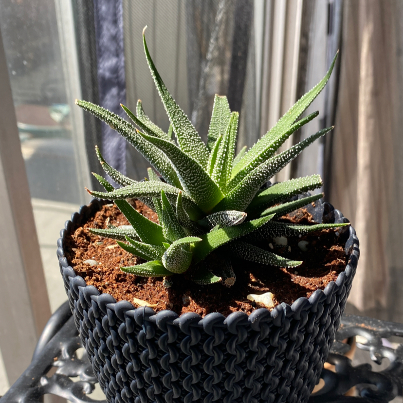 Zebra Plant plant photo by @SFRG named Zloe on Greg, the plant care app.