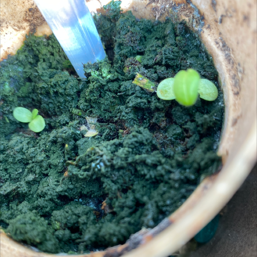 Purple Coneflower plant photo by @SFRG named Coney on Greg, the plant care app.