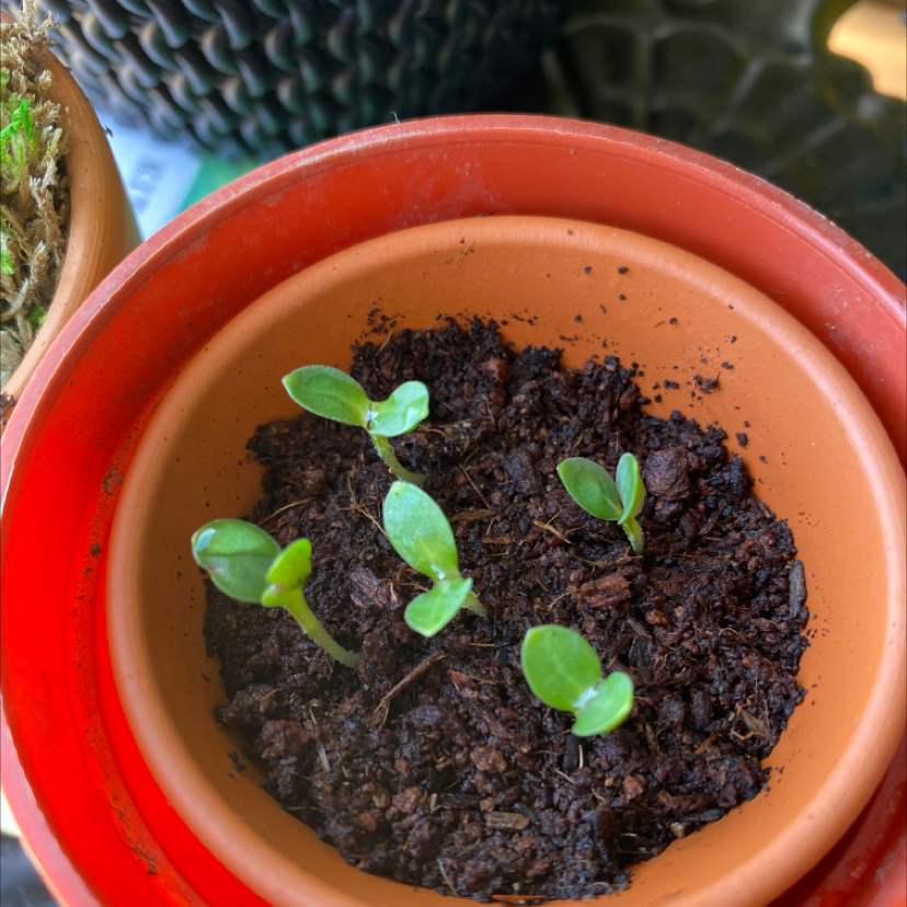 True Forget-Me-Not plant photo by @SFRG named Lola on Greg, the plant care app.