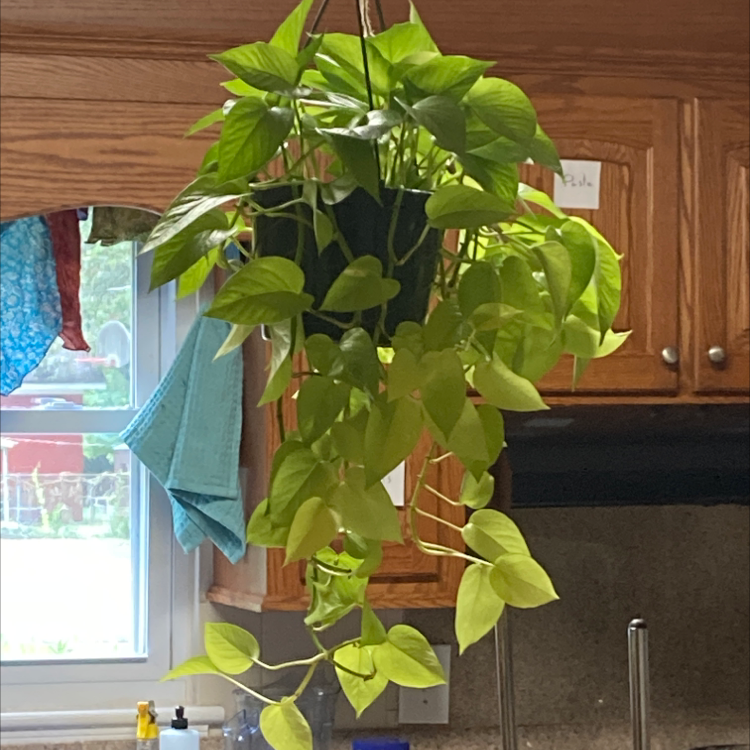 Taro Vine plant photo by @LydiaLundgren named Neon mama on Greg, the plant care app.