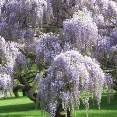 Photo of the plant species Chinese Wisteria by Sonias oasis named Lavender on Greg, the plant care app