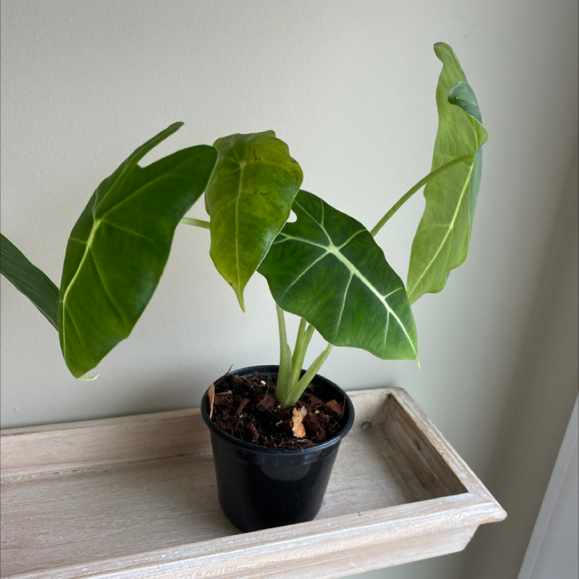 Green Velvet Alocasia plant in a black pot on a wooden shelf with one leaf slightly yellowing.