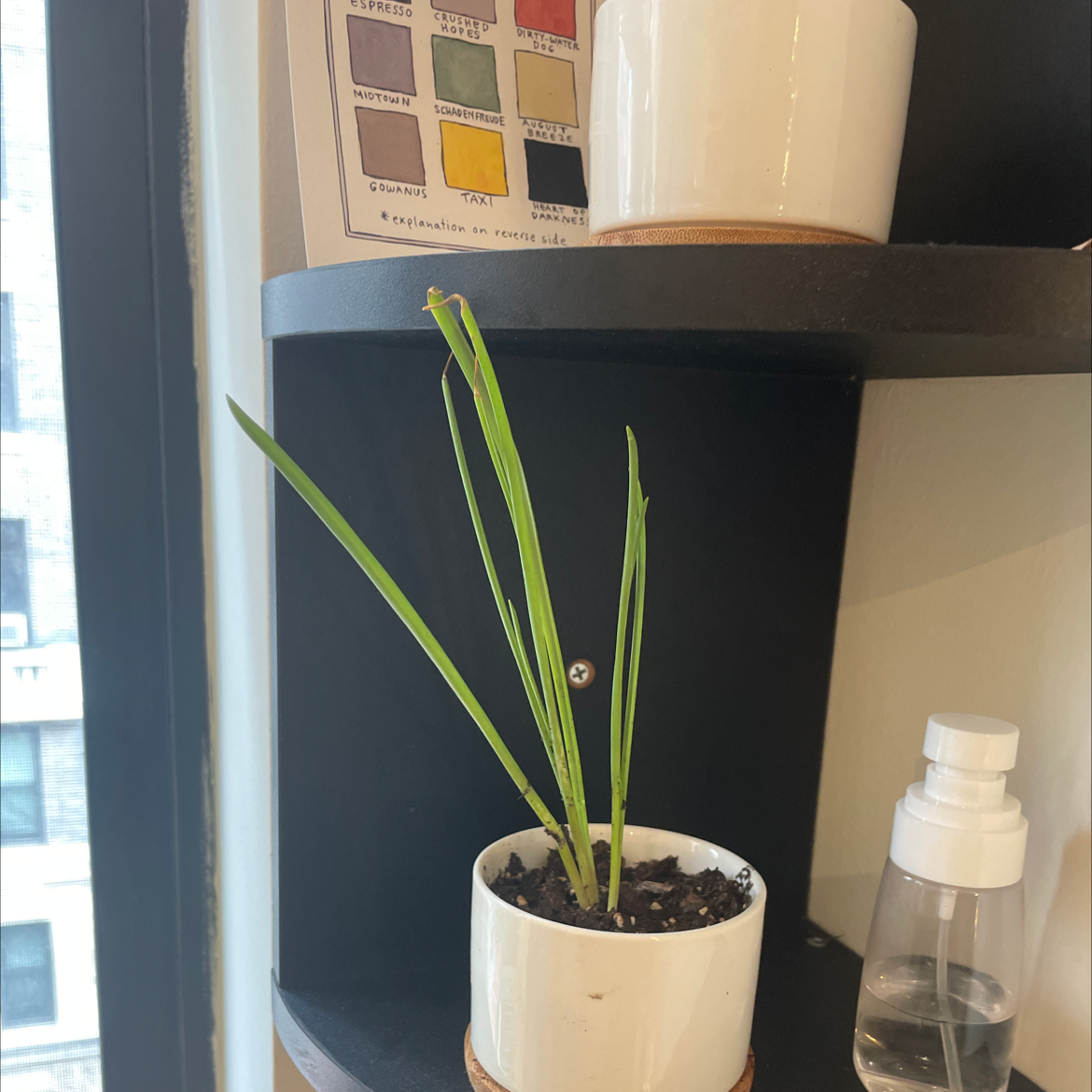 Photo of the plant species Chinese Chives by @Jonah named Blake Chively on Greg, the plant care app