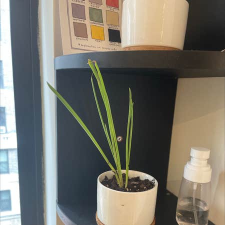 Photo of the plant species Chinese Chives by Jonah named Blake Chively on Greg, the plant care app