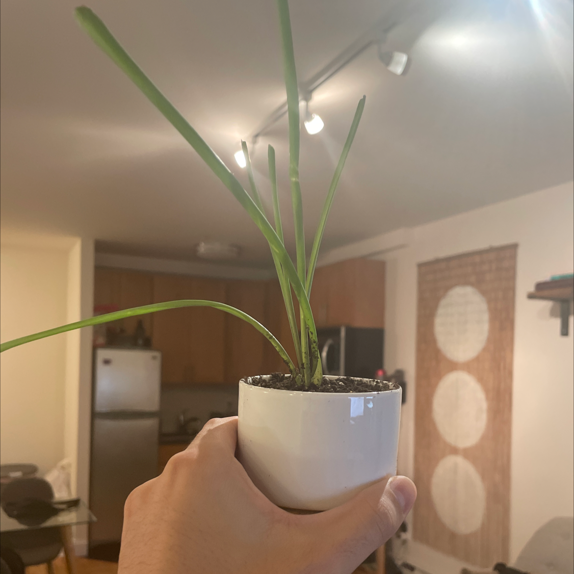 Potted Chinese Chives plant held by a hand indoors, with a kitchen background.