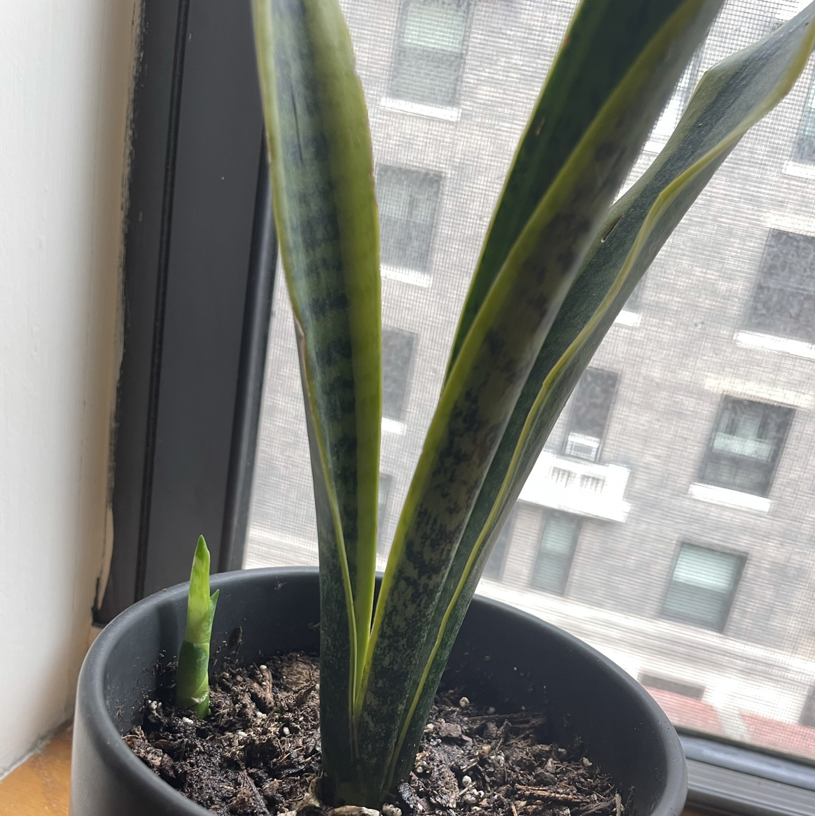 Snake Plant plant photo by @Jonah named Severus Snake on Greg, the plant care app.