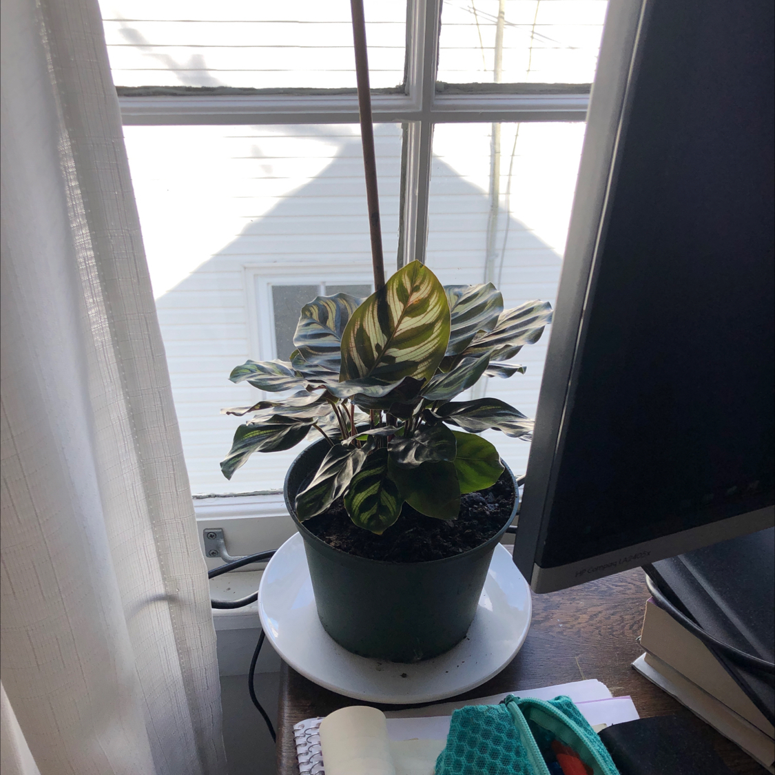 Never Never Plant in a pot on a white plate near a window, healthy condition.