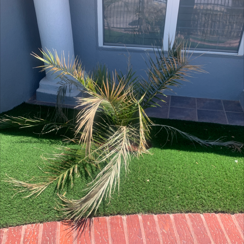 Canary Island Date Palm with yellowing and browning fronds on artificial turf near a building.