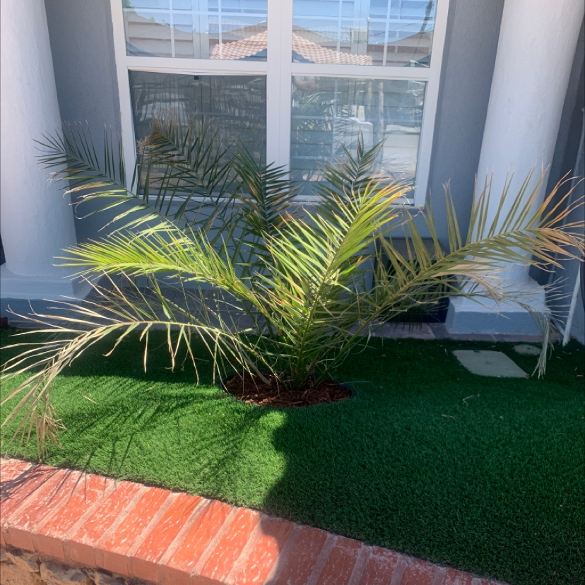 Canary Island Date Palm with some yellowing and browning leaves in front of a house.