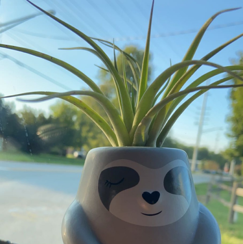 Ponytail Palm plant photo by @haelie named cutie pie on Greg, the plant care app.